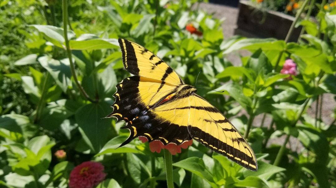 Close up photo of a yellow and black butterfly.