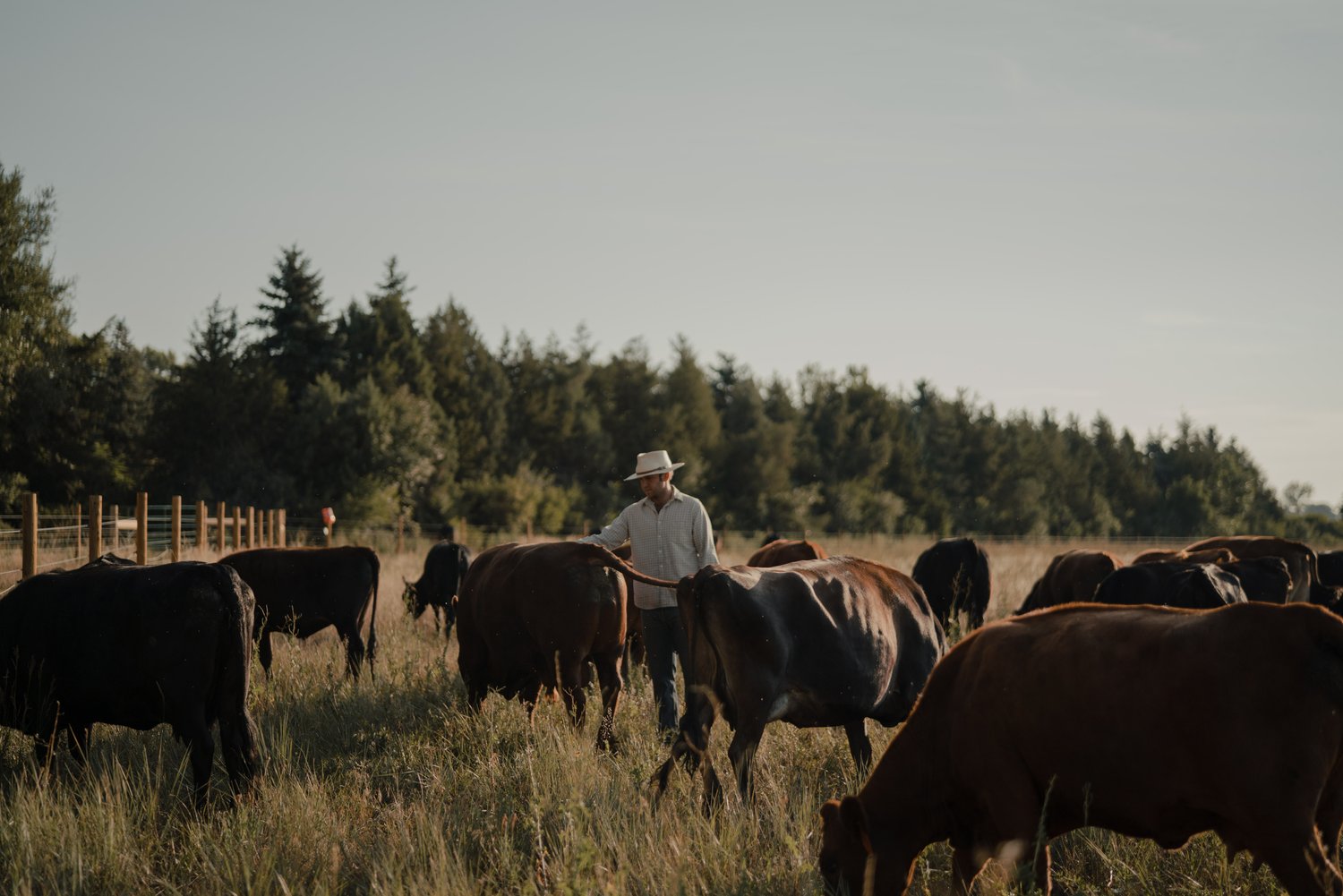 Andy Breiter, the rancher at Grama Grass & Livestock, tends to multiple brown cows in a field of grass with trees in the background.