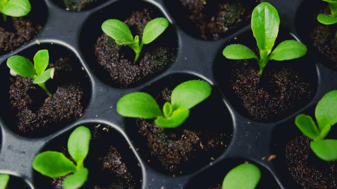 Small green seedlings with 2 to 3 leaves each are nestled in brown seed pods that look like soil.