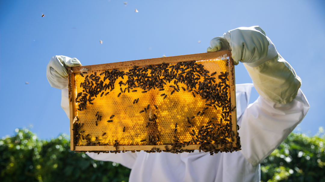 Beekeeper in a full white protective suit holds up a slot from the artificial hive. Bees are swarming around in the air and on the hive.