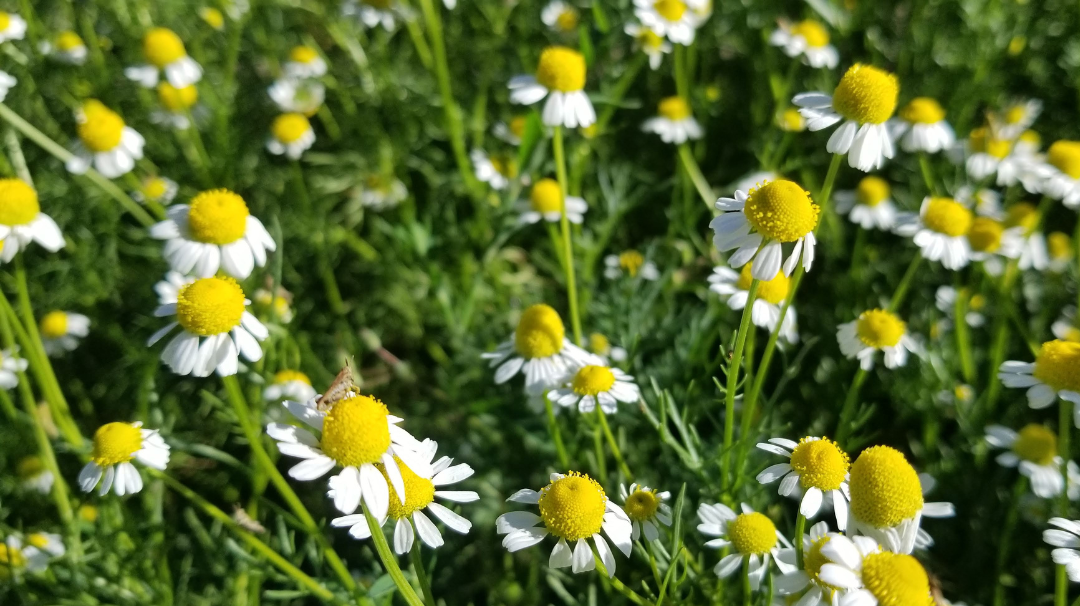 Close up photos of chamomile flowers.