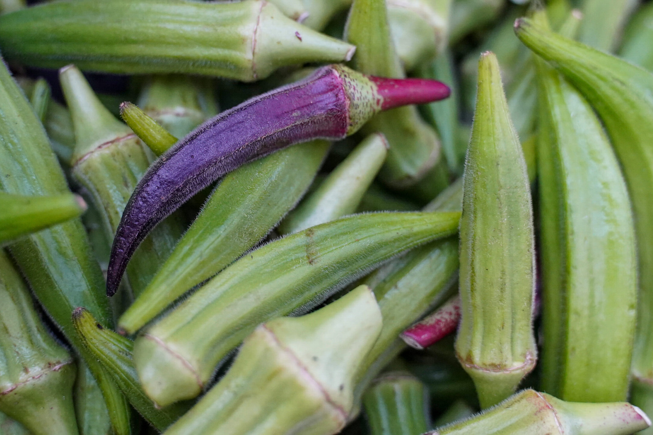 One purple colored okra sits in a pile of green colored okra that fills the rest of the photo frame.