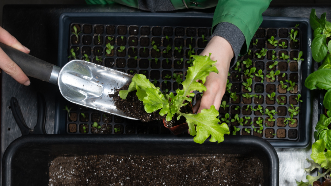 Bird's eye view of someone pouring soil into a plant pot with a leafy green seedling in it.