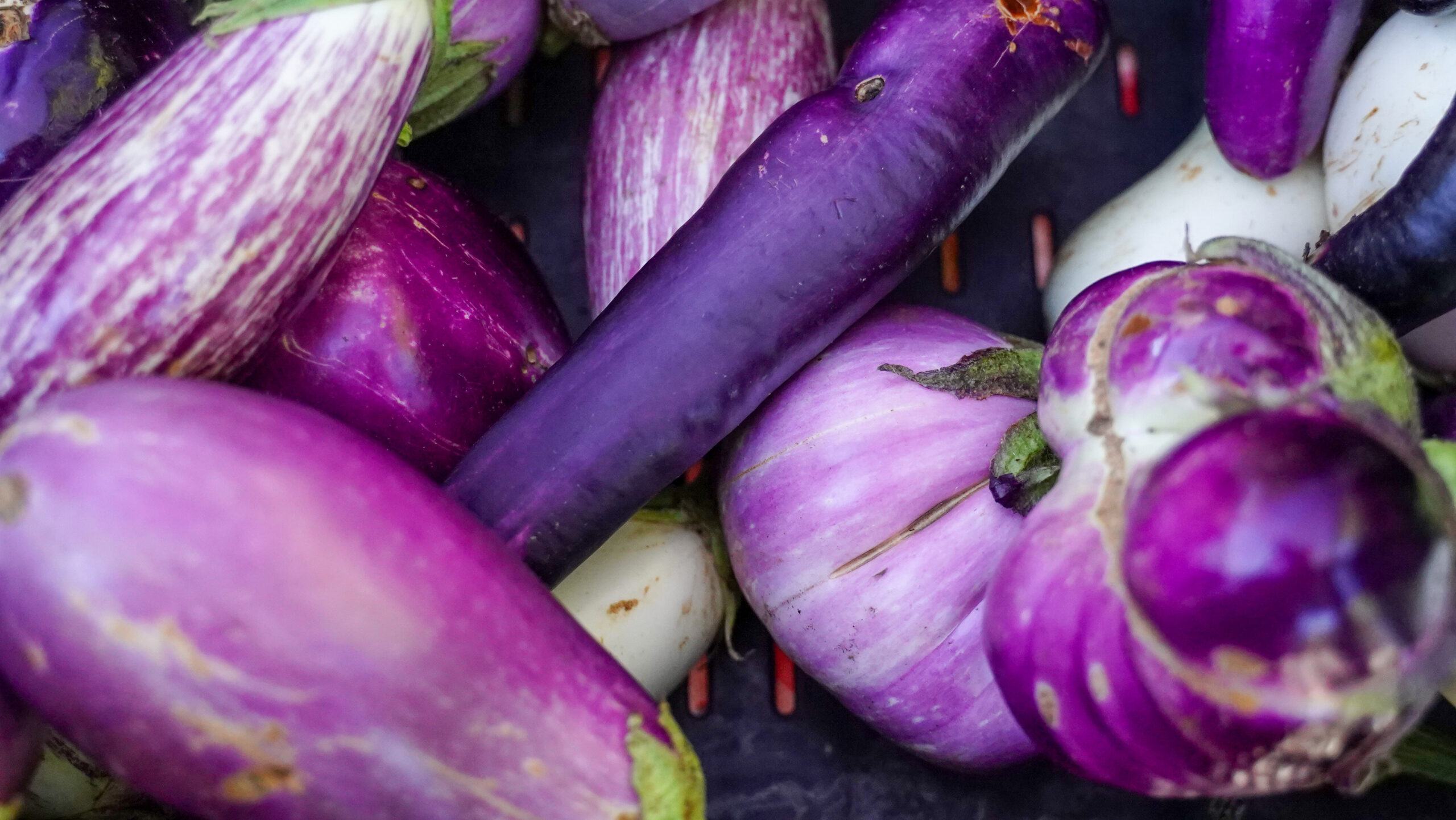 Close up photo of purple eggplants.