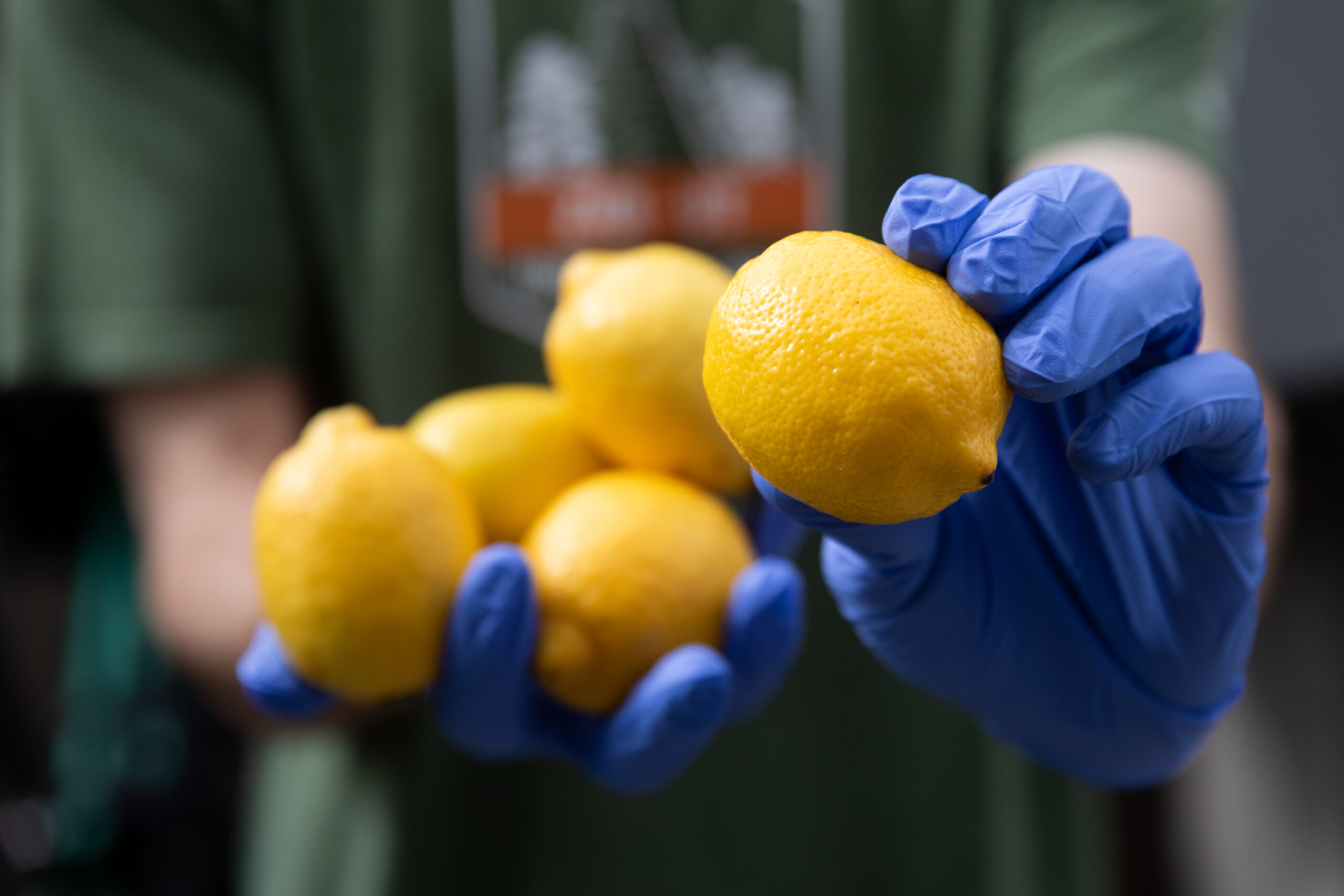 Close up of person's hands holding out five lemons. They are wearing gloves. 