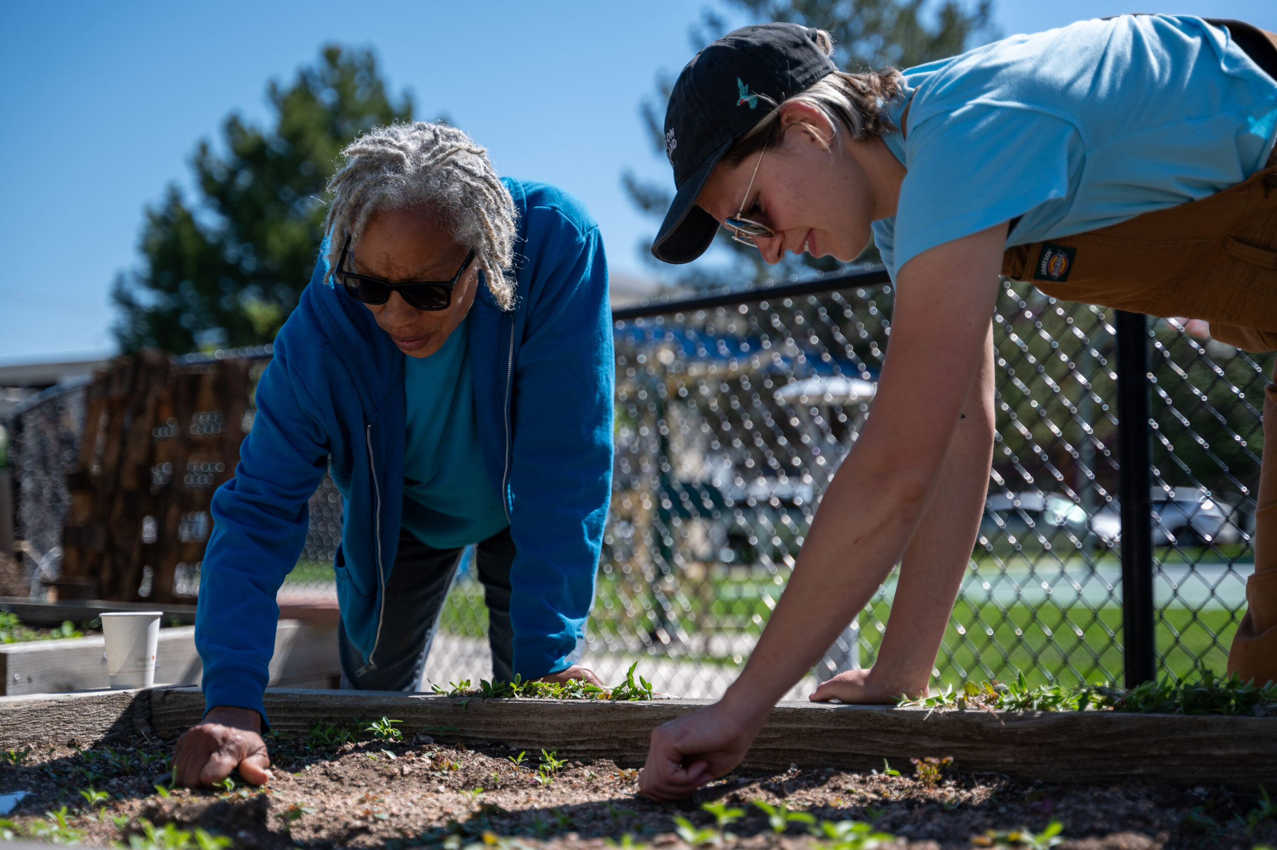 Two people are hunched over a garden bed weeding it to prepare it for the growing season.