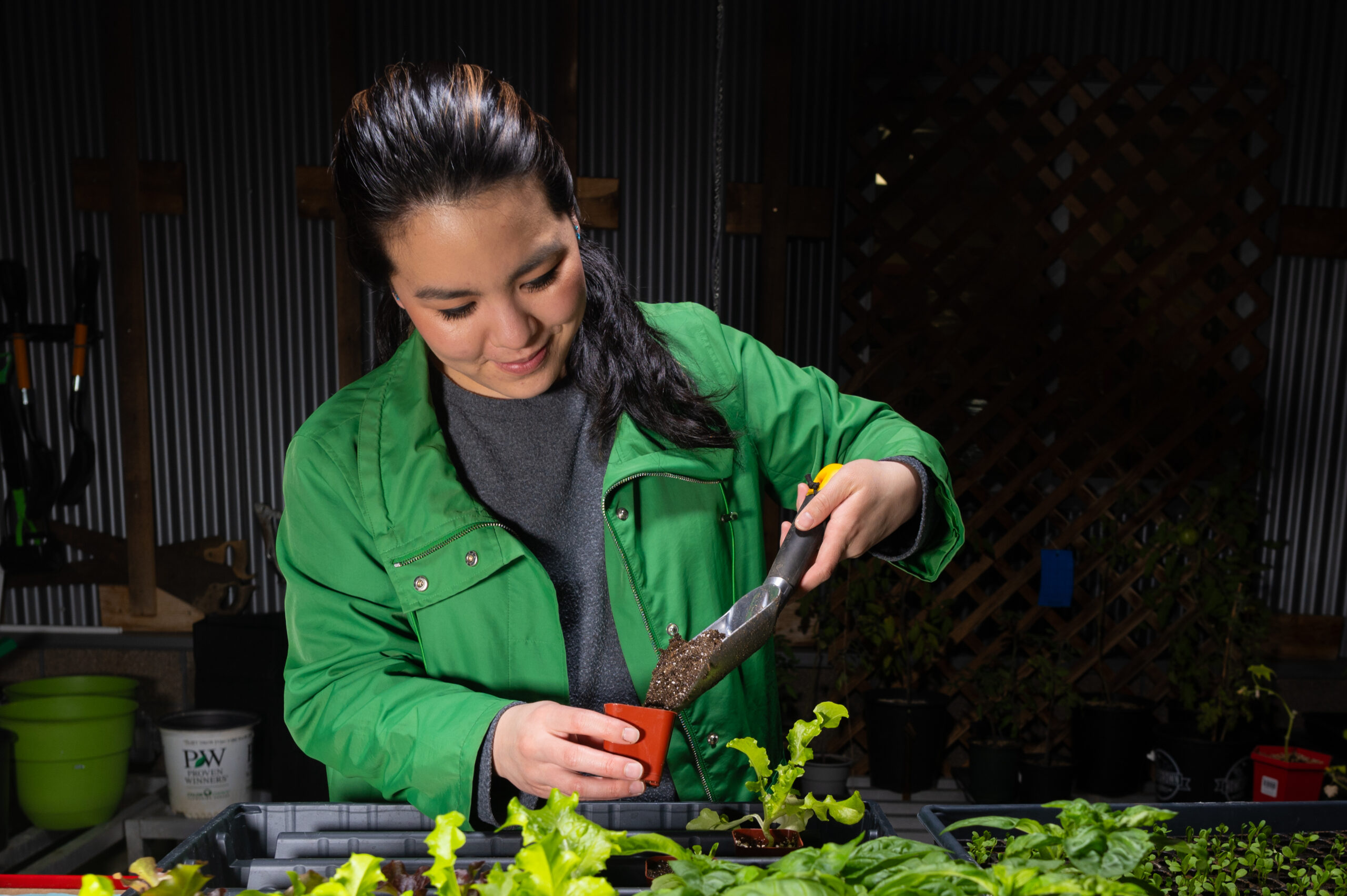 Volunteer is pouring soil with a small shovel into a nursery pot to prepare to add a seed while in a darkly lit greenhouse with a bright overhead light. 