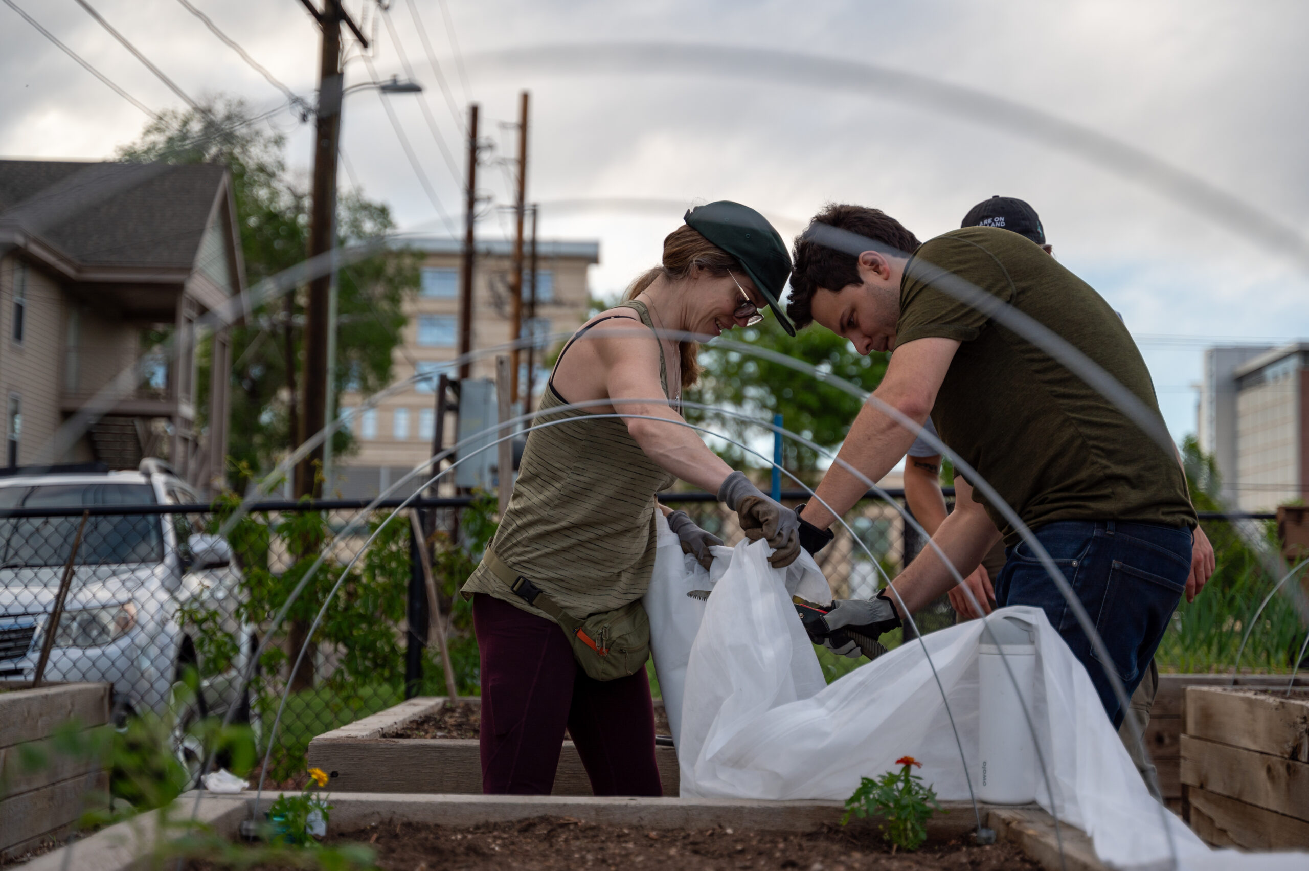 Two community gardeners cut plastic to tent over garden beds in an early part of the growing season to protect plants from snow and create a warm greenhouse effect over the garden bed. 