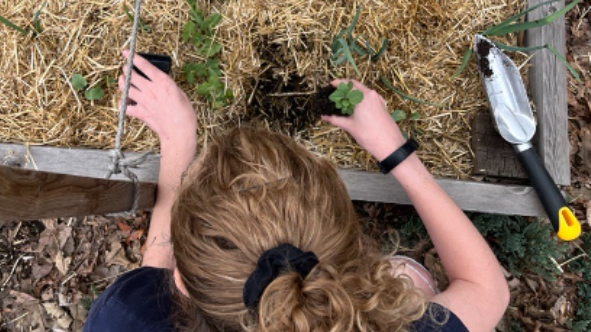 Overhead picture of a young person planting a seeding into a garden bed of soil and straw.