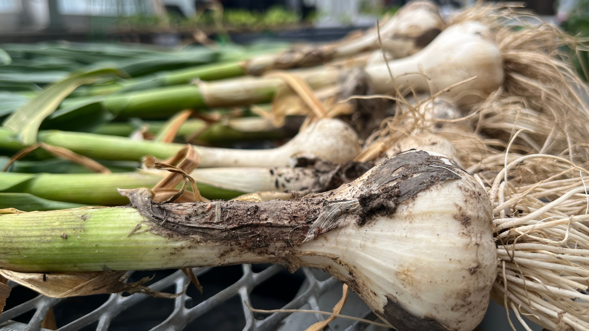 Close up photo of garlic bulbs with stalks and roots still attached.