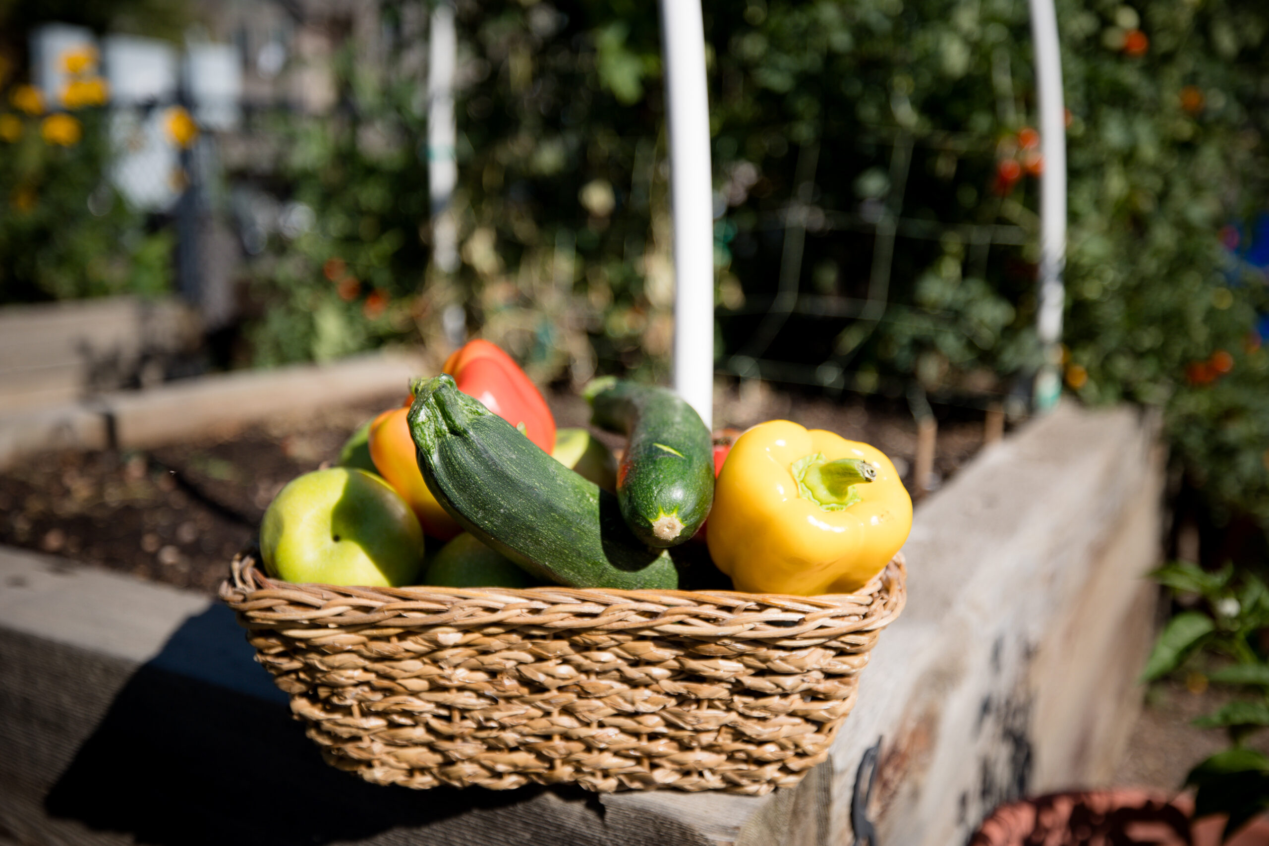 Zucchinis and bell peppers in a wicker basket sits on a ledge of a garden bed. 