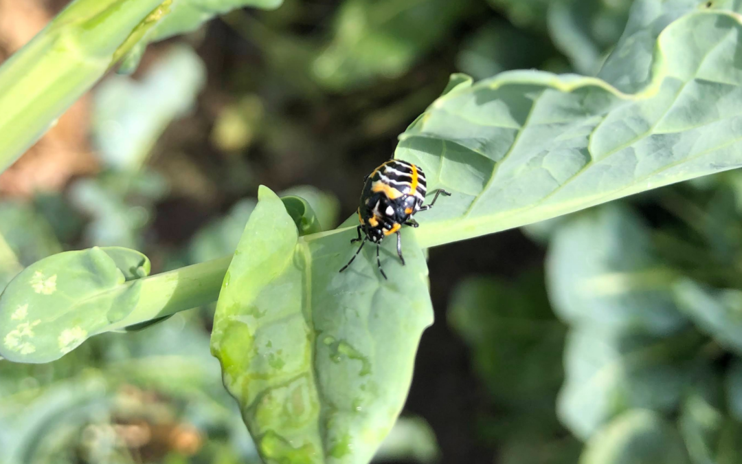 Pest Management (Part 1) / Manejo de Plagas (parte 1)