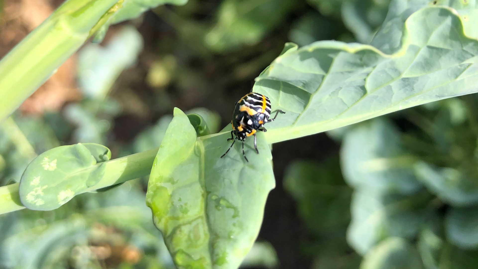 Close up photo of a yellow and black beetle on a leaf.