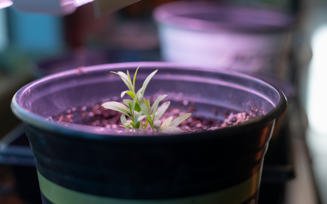 Container Gardening / Jardinería en contenedores
