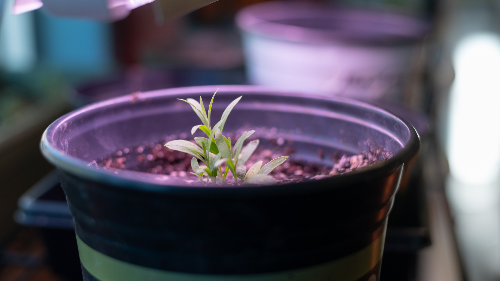 Close up photo of a seedling planted in a pot.