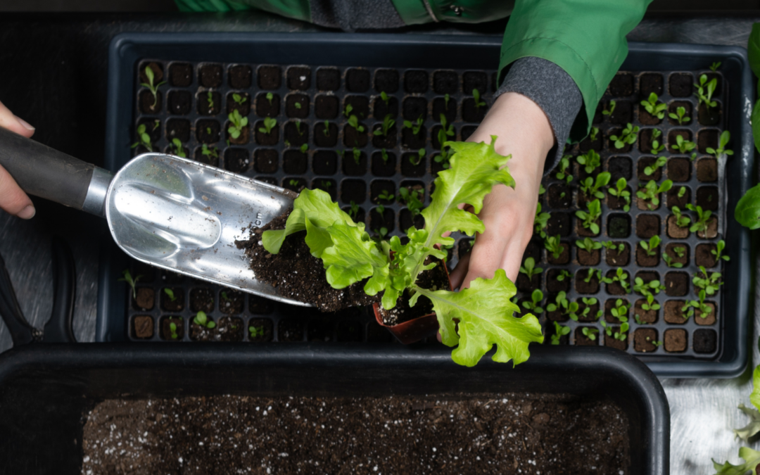 Fertilizers & Nutrients / Fertilizantes y nutrientes