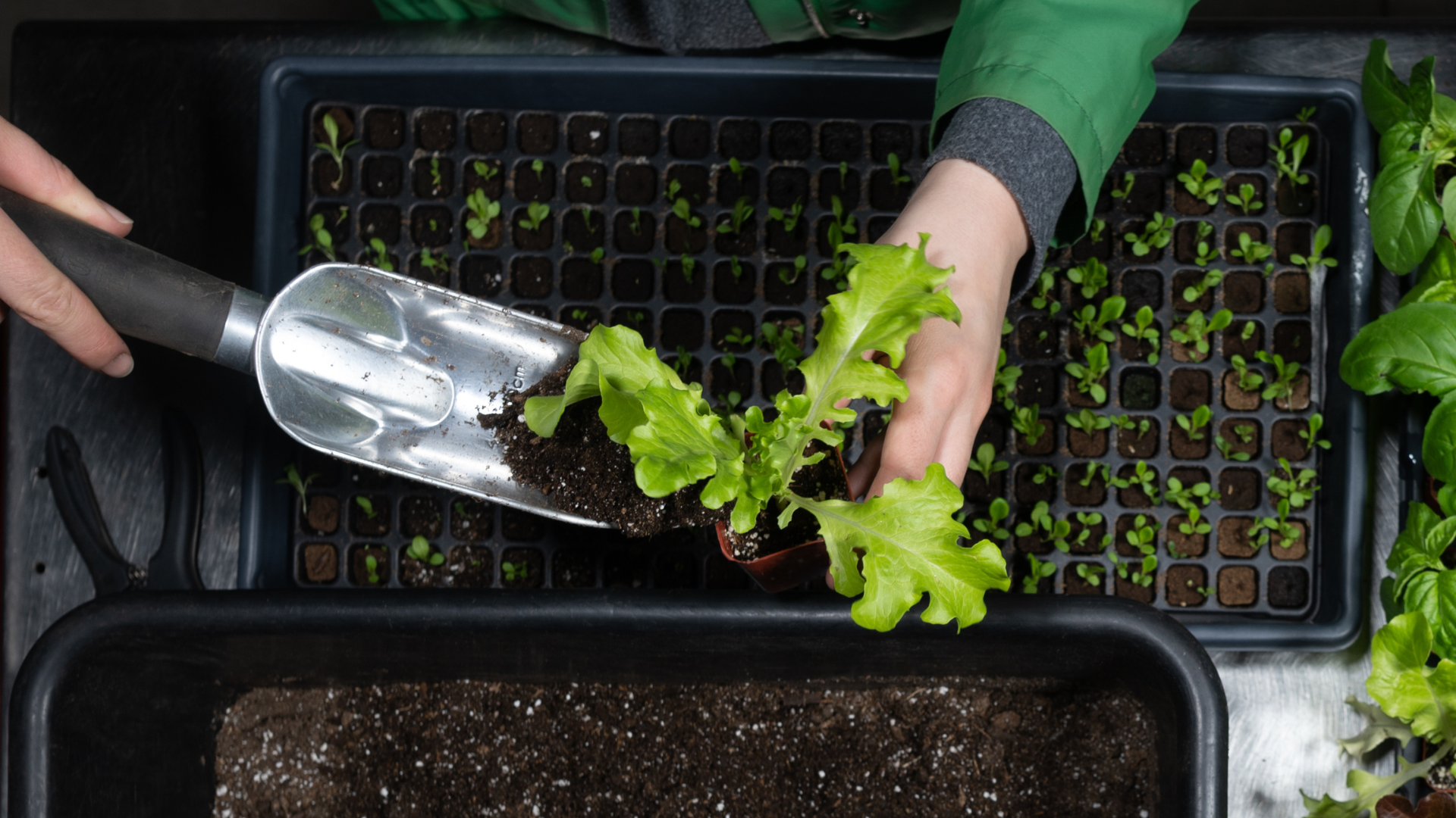 Overhead photo of gardener's hands holding a seedling and shoveling soil into the pot.