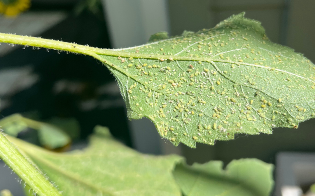 Pest Management Part 2 / Manejo de Plagas (parte 2)