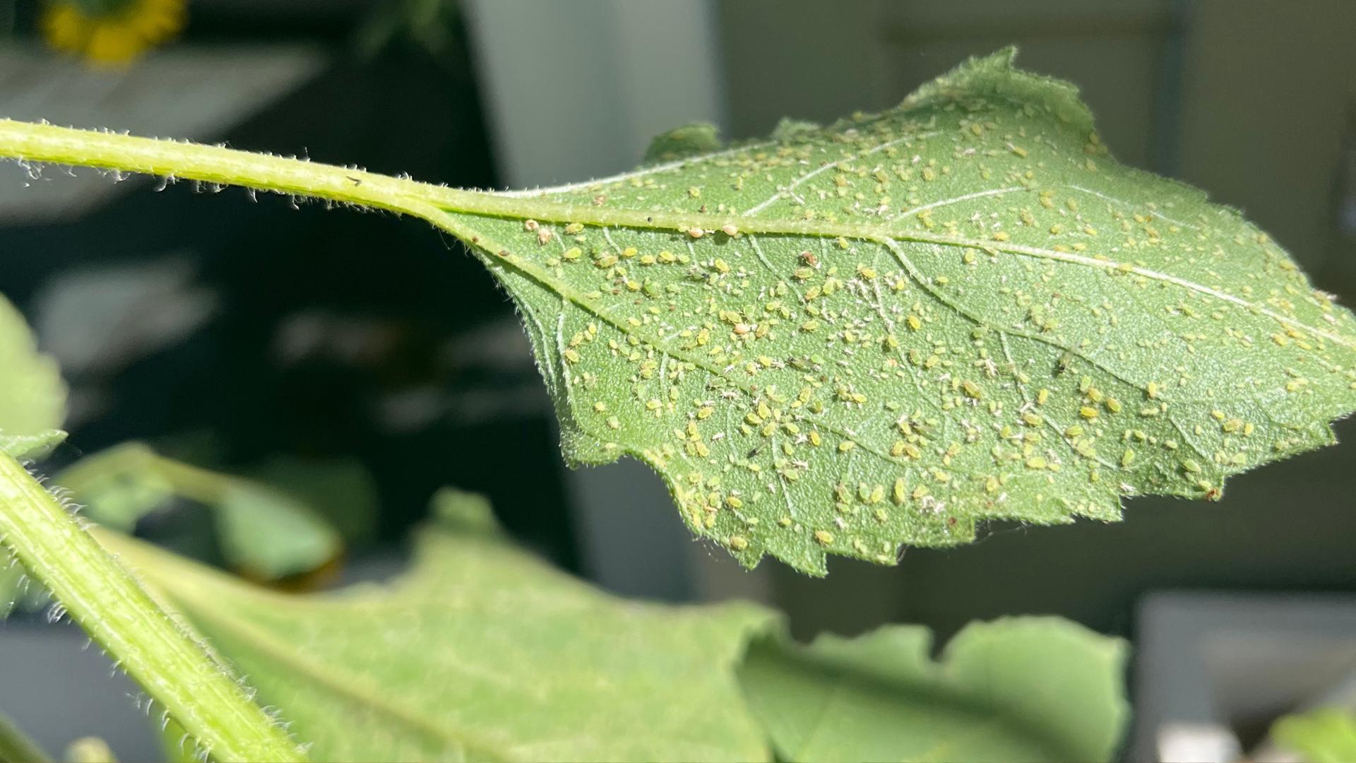 Close up photo of a leaf filled with aphids.