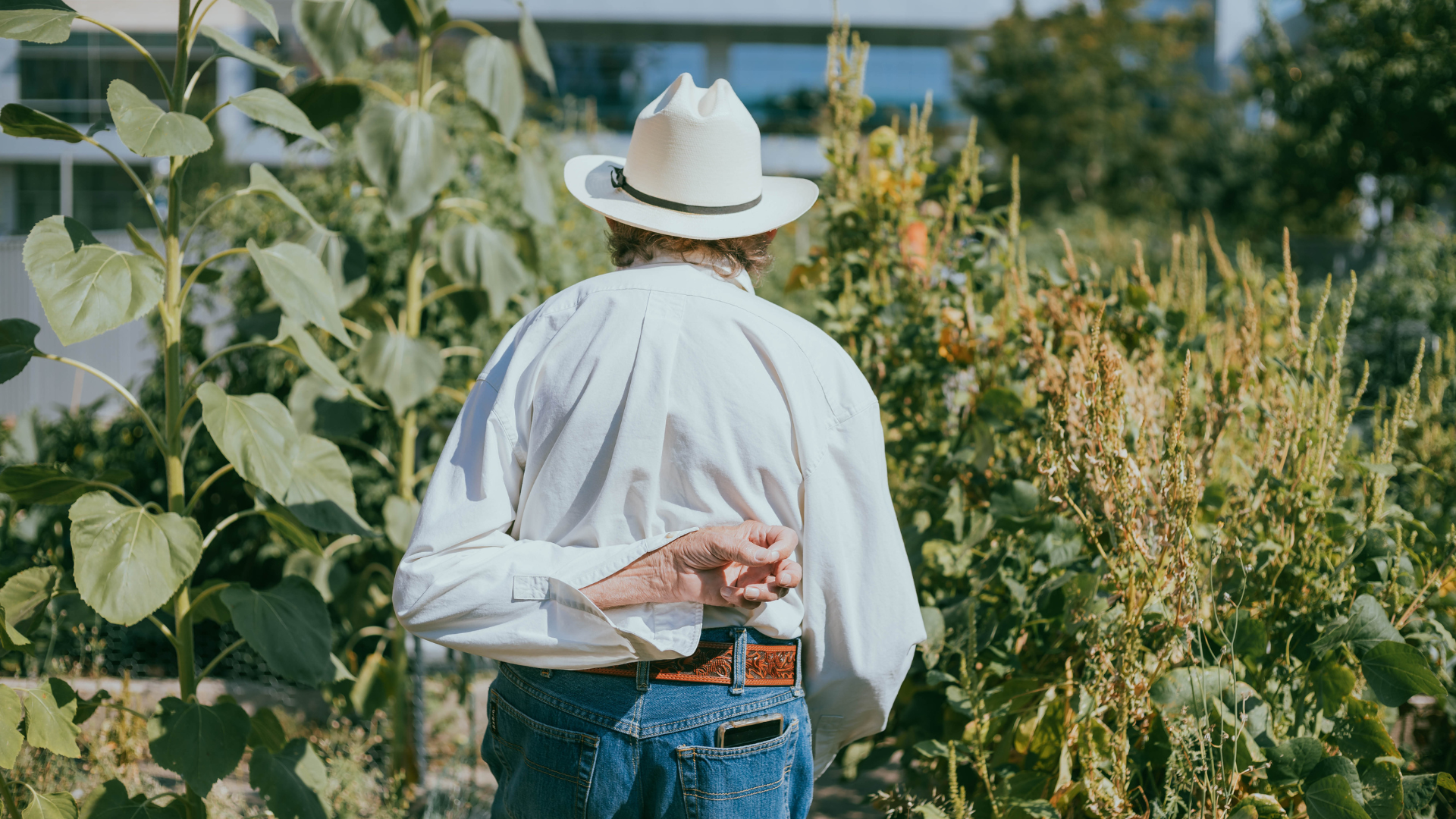 Man walks between rows of tall plants with his back turned to the camera. The hospital building is in the background.