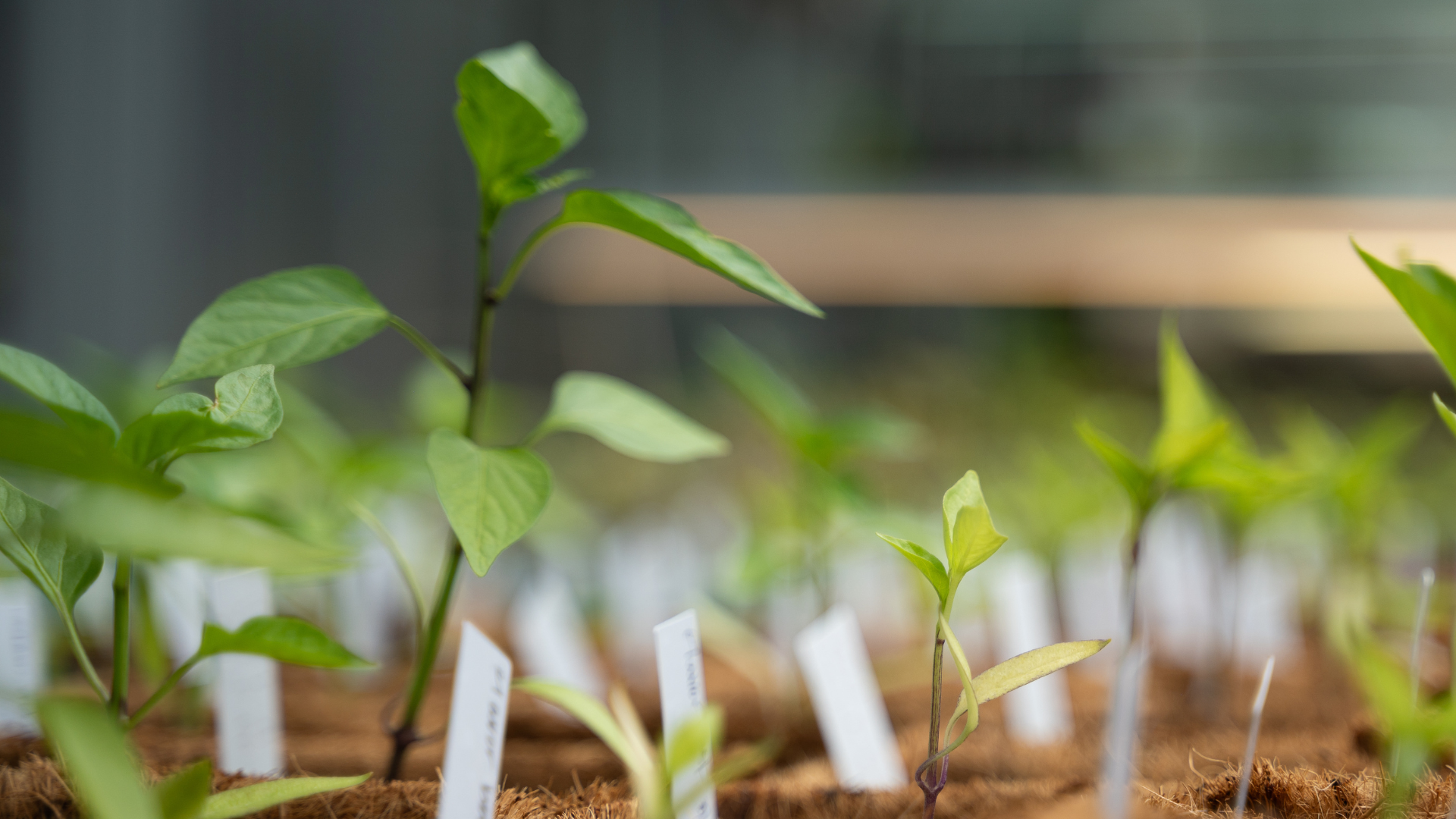 Close up of seedlings with one taller seedling in focus.