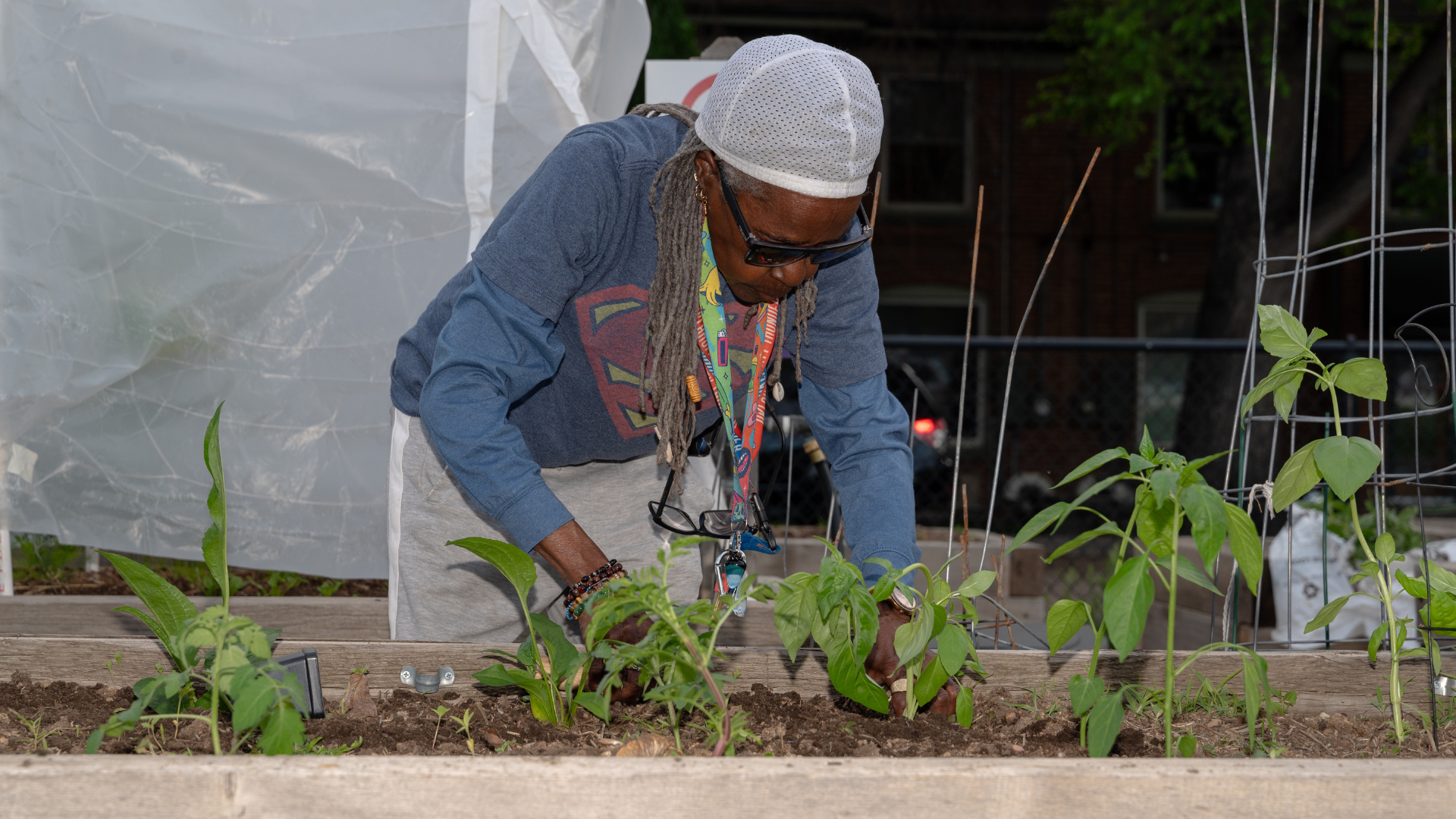 A community gardener plants seedlings into her garden plot.