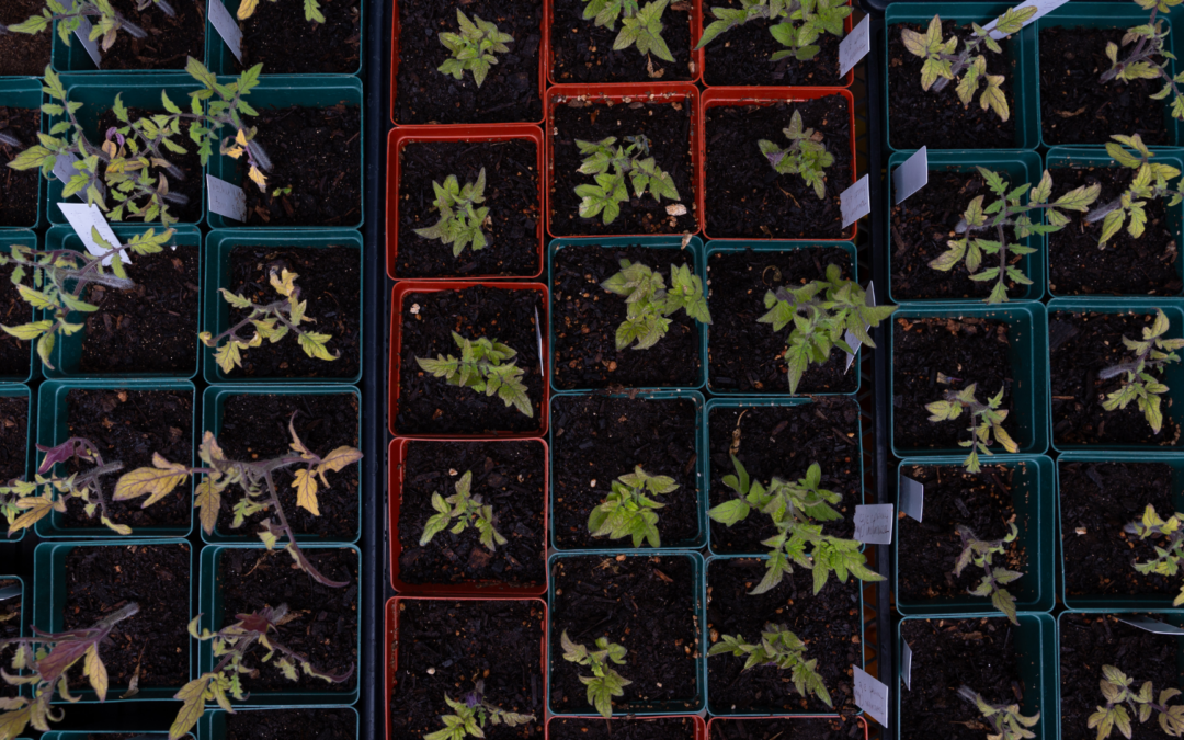 Seed Starting / Inicio de las semillas