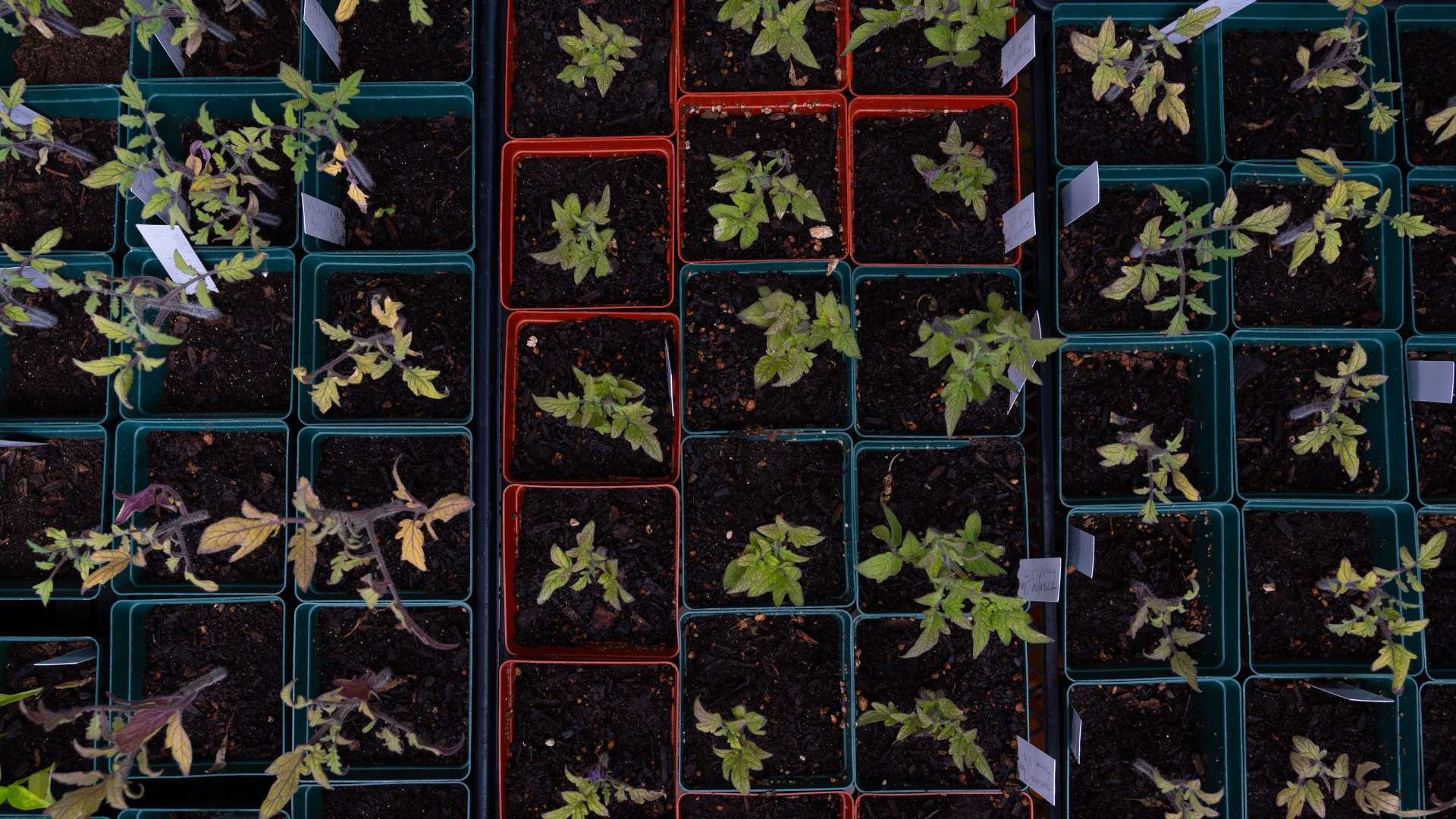 Overhead photo looking directly down on seedlings in little pots all lined up next to each other.