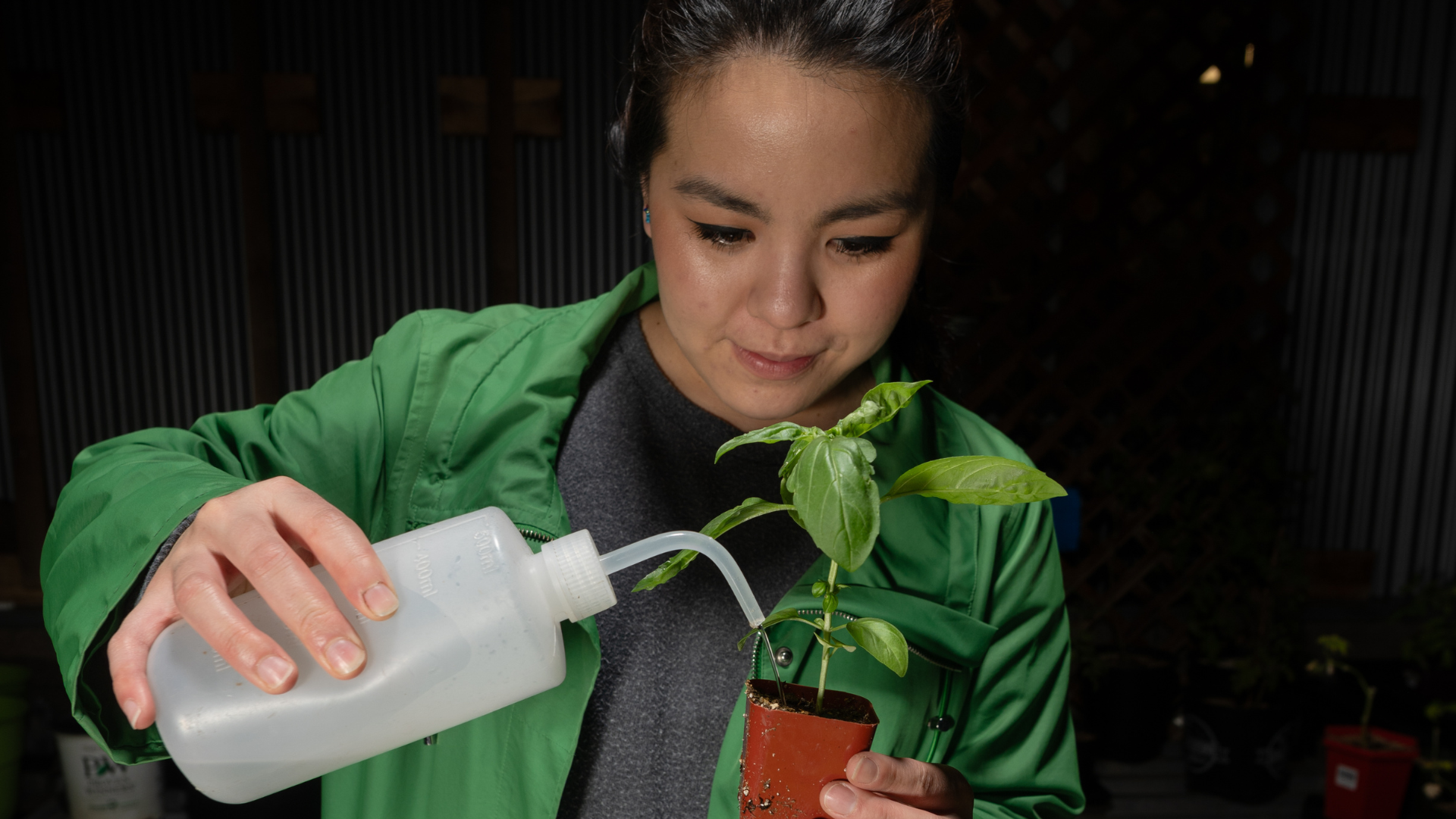 Gardener waters a seedling with a small squeeze water bottle.