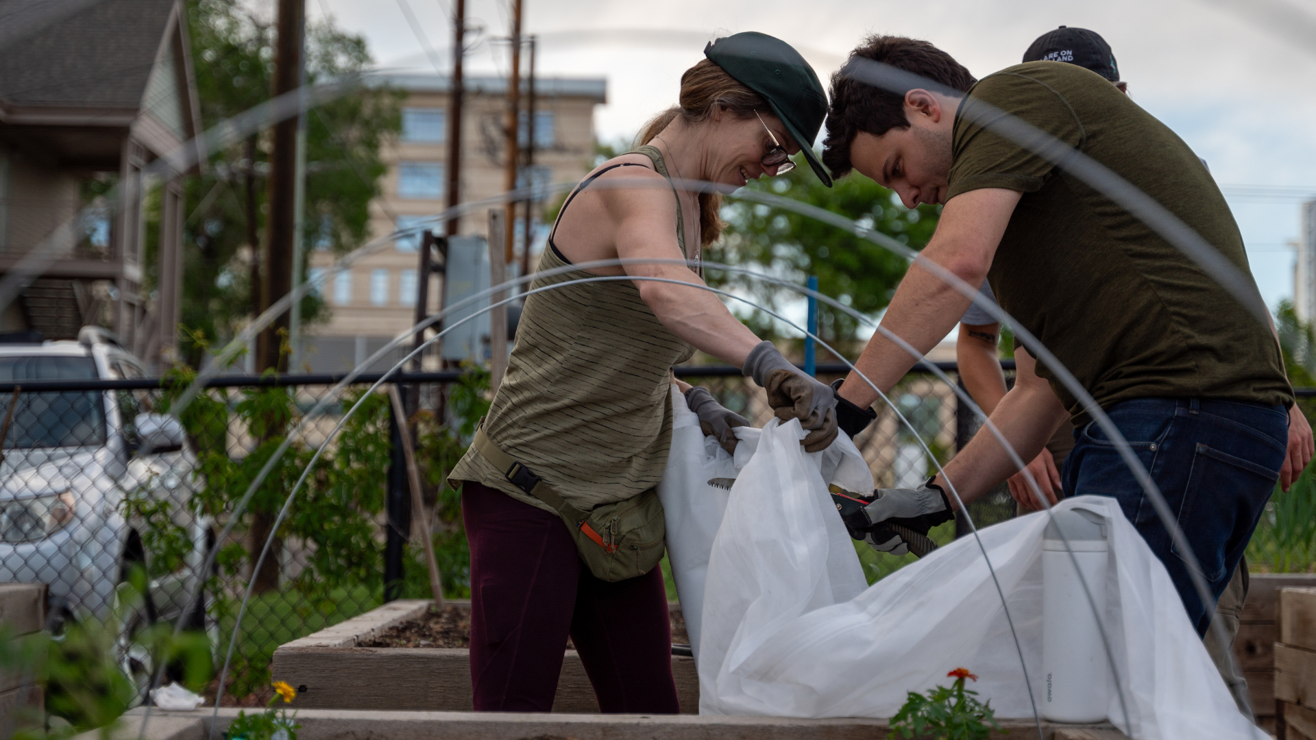 Two gardeners work together to unfold a white tarp to put over a garden bed to create a greenhouse effect.