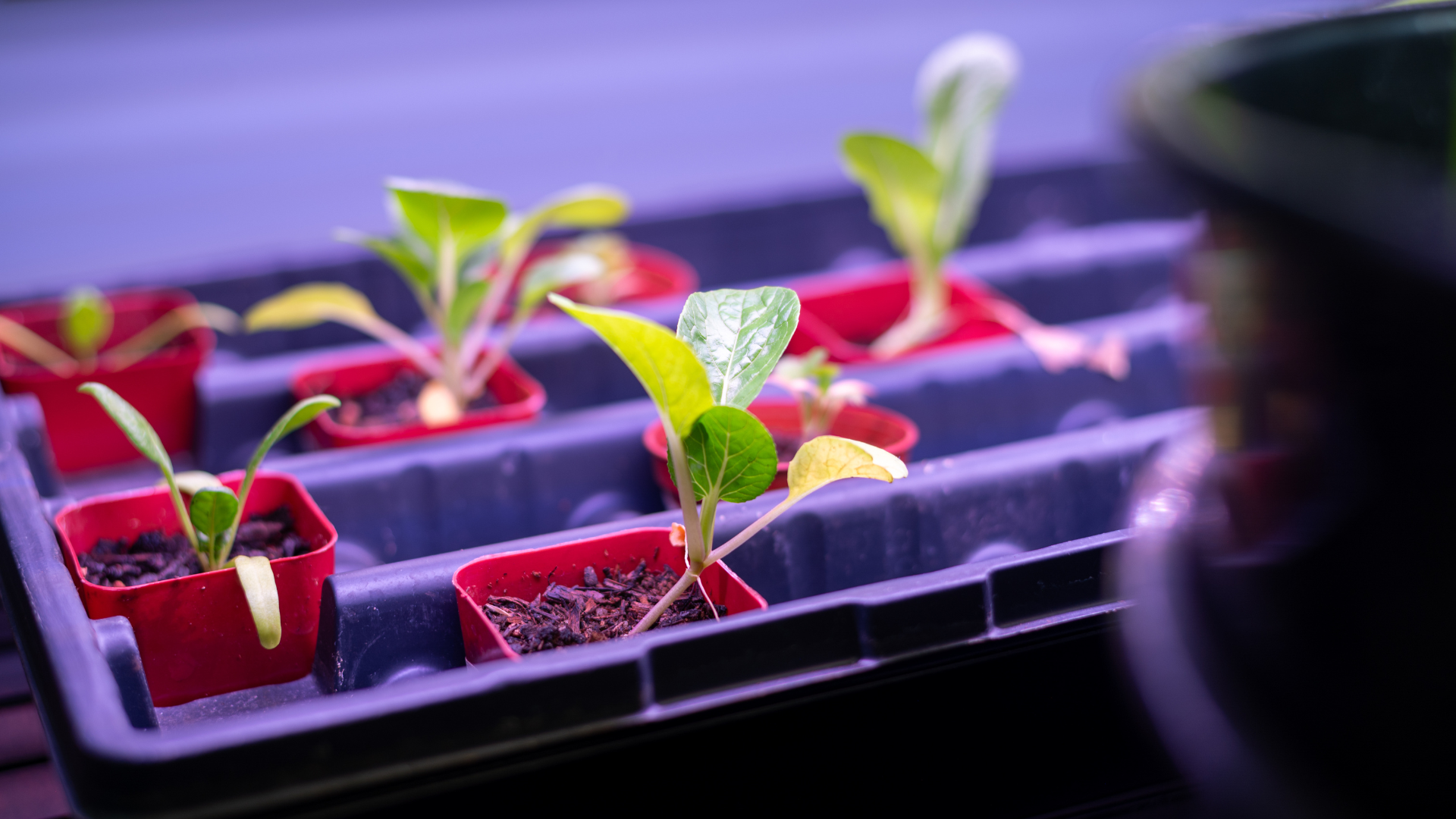 Seedlings sit in rows under a purple grow light.