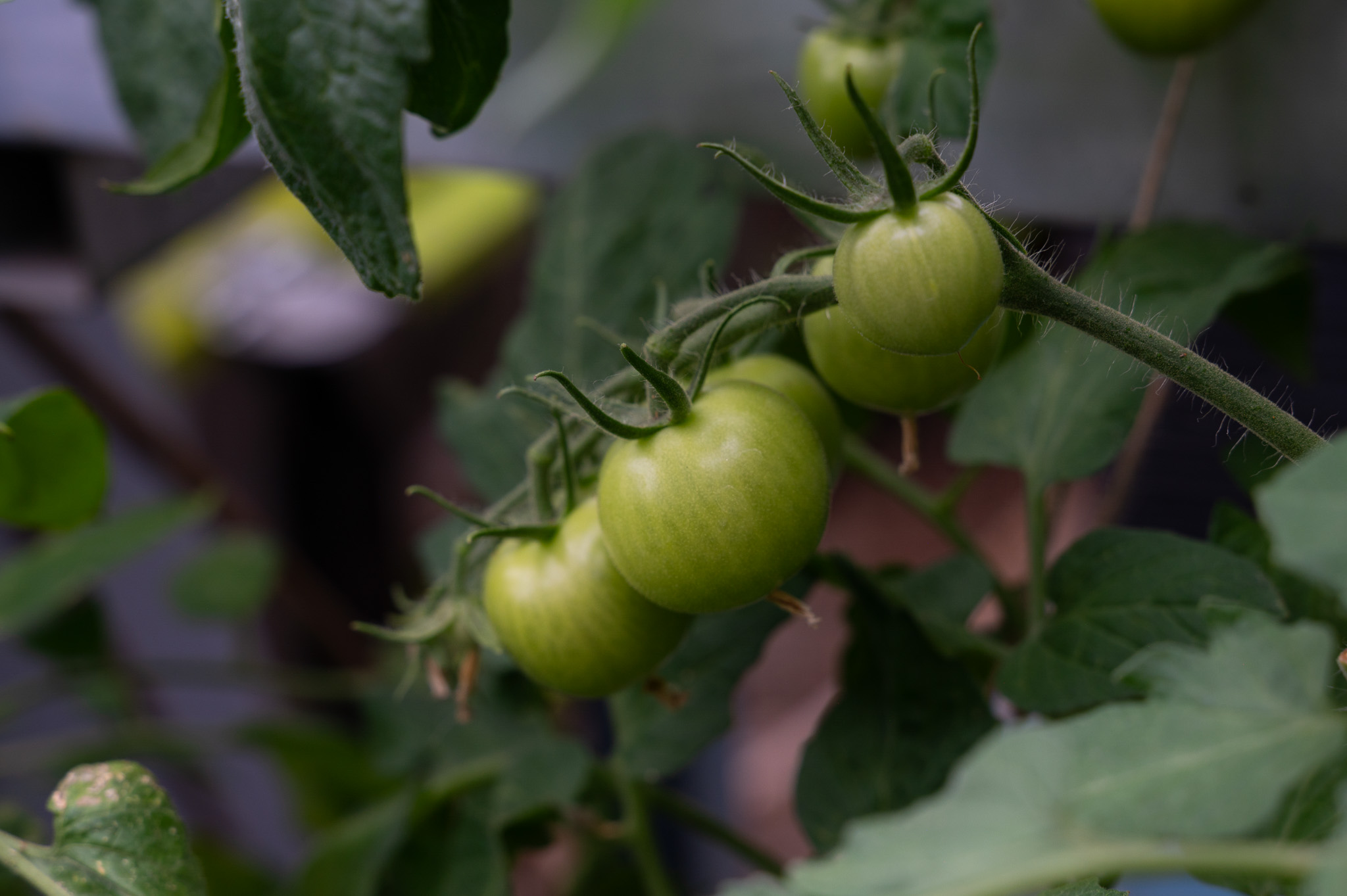 Close up photos of unripe green tomatoes growing on a vine.