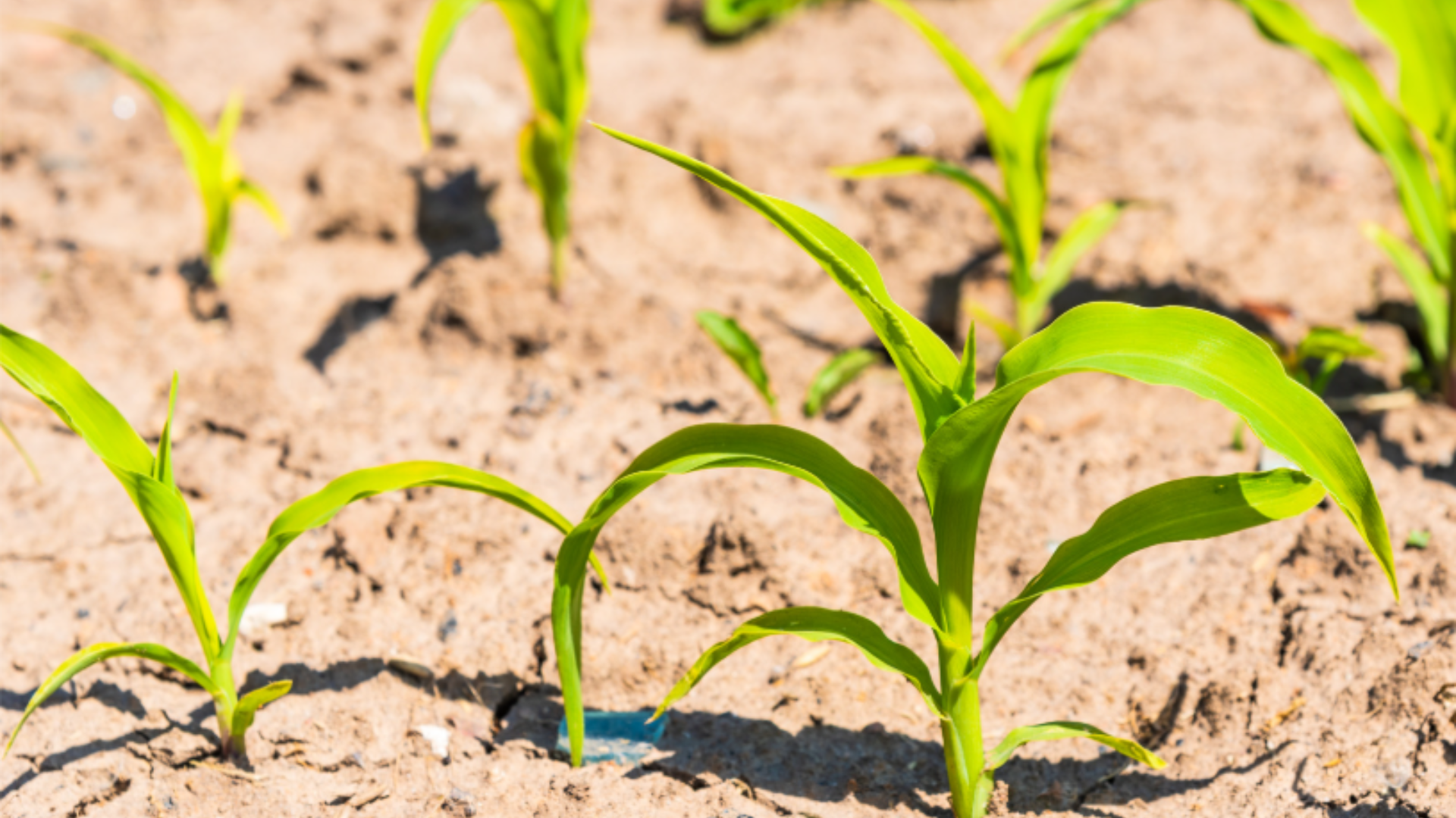 Plant sprout emerging from light brown soil