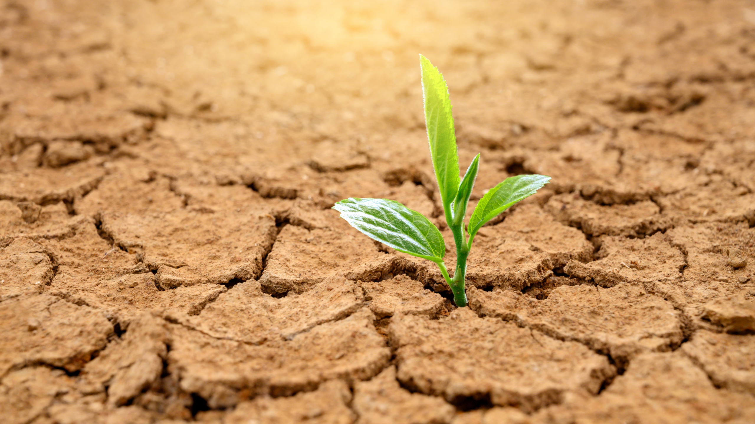 tree growing in dry ground
